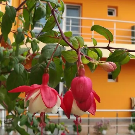 Vila Oranj 3* Costinesti