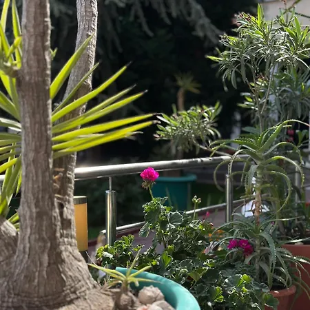 Affittacamere Oranj Costinesti